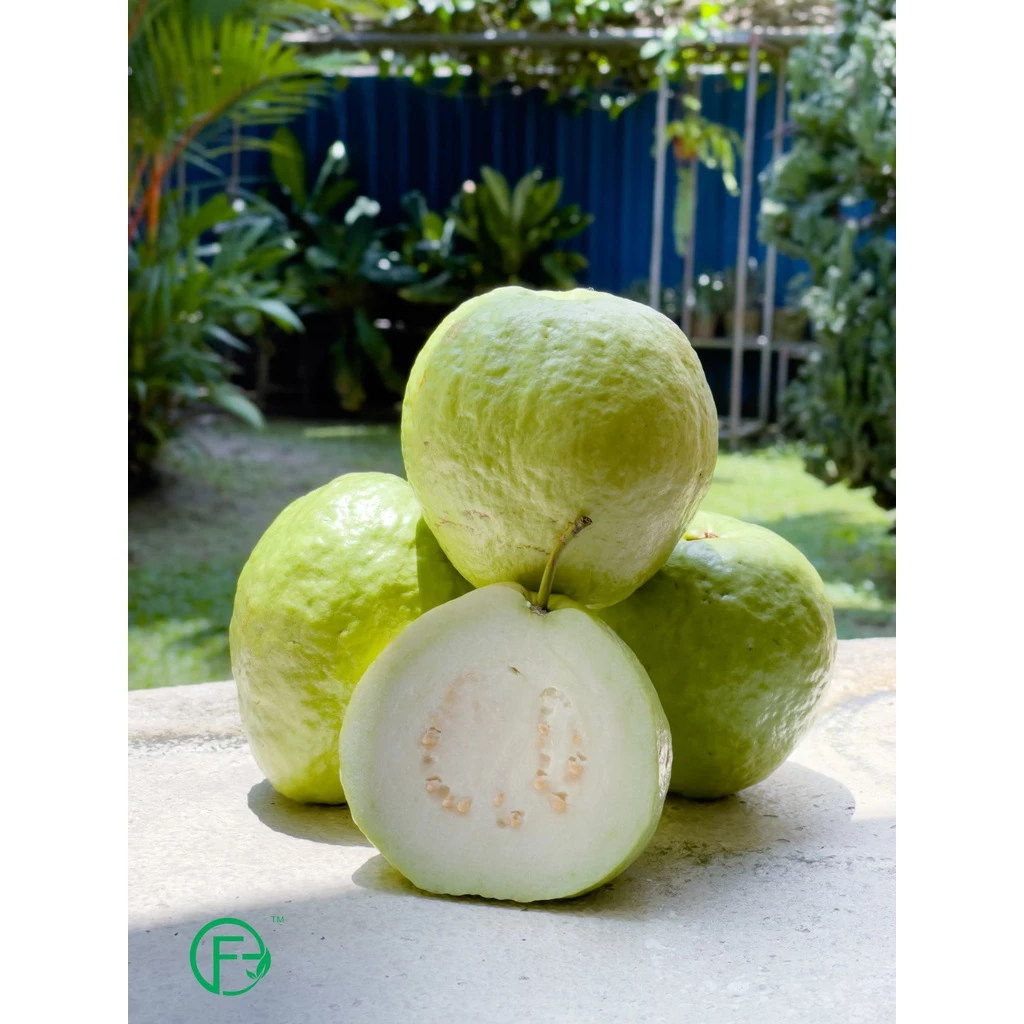 Organic Guava Lohan 1kg± (2pcs)
