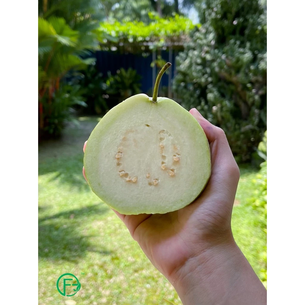 Organic Guava Lohan 1kg± (2pcs)