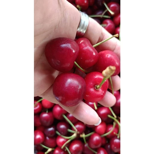 Fresh Cherry