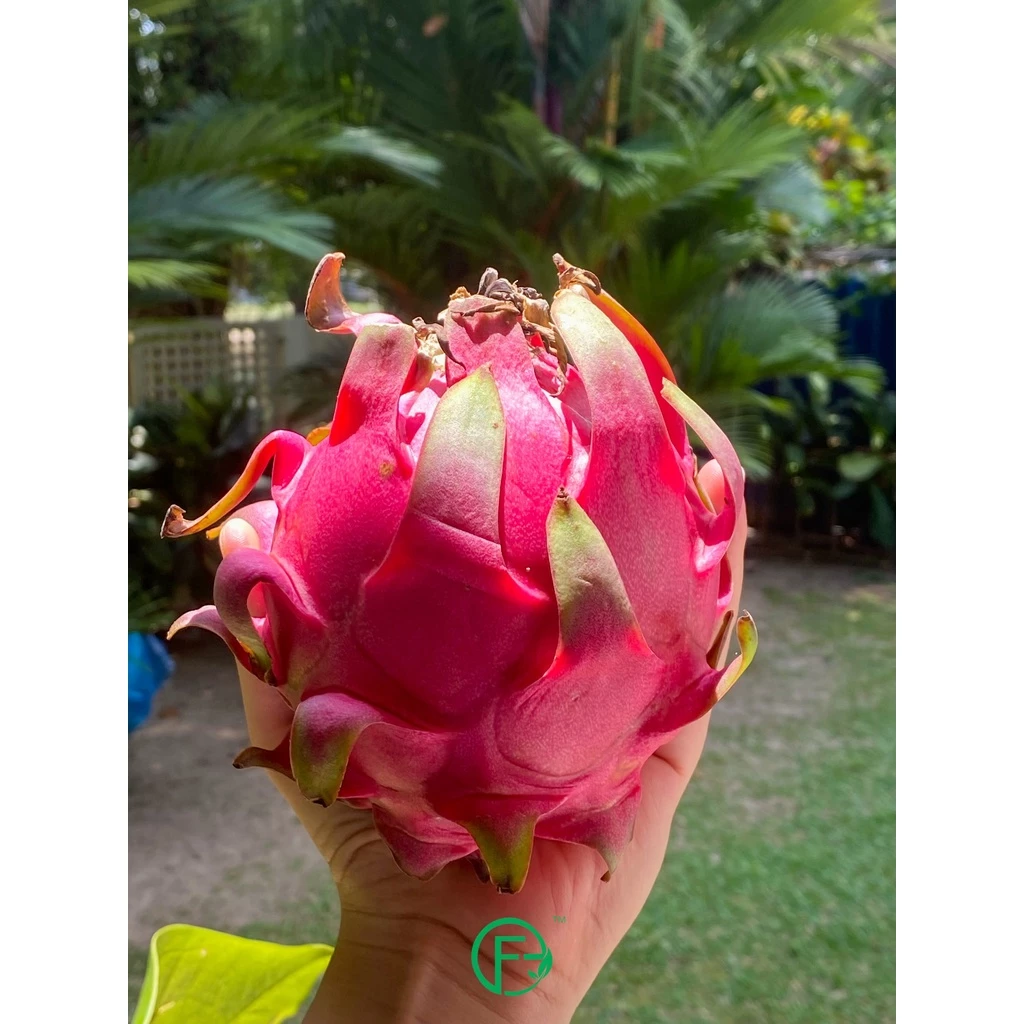 Organic Dragonfruit