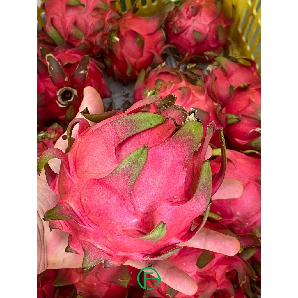 Organic Dragonfruit