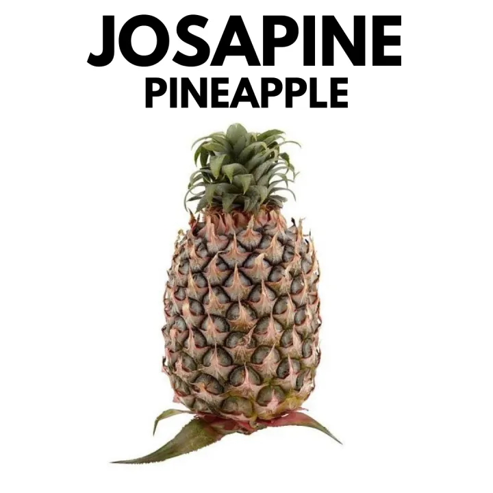 Josapine Pineapple | Nenas (1 piece) Fresh Fruits [Klang Valley]