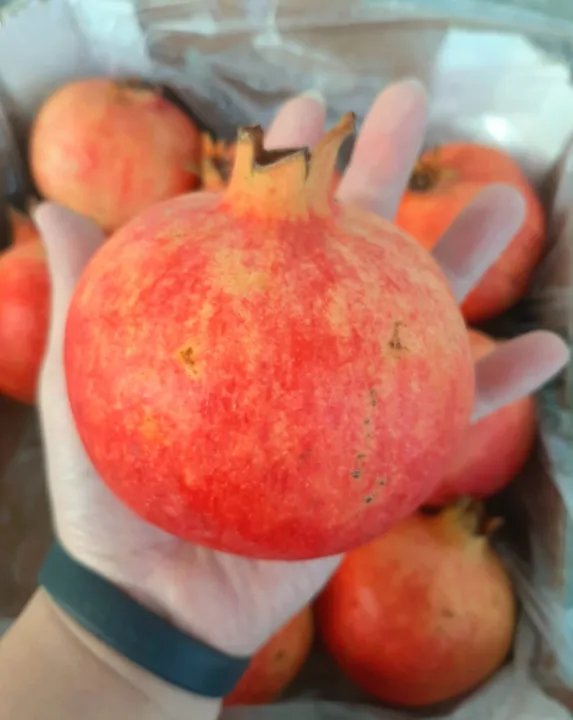 Fresh Pomegranate / Buah Delima (1, 2 or 3 pcs) - (Current Season: CHINA)