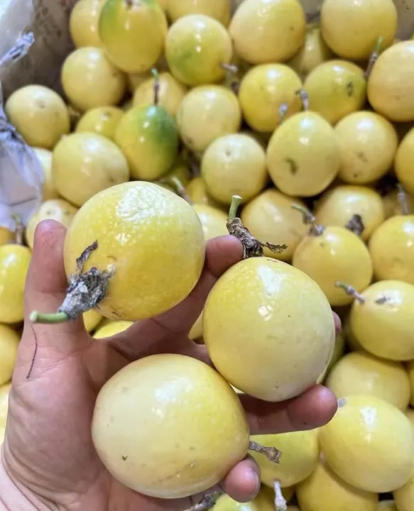 Panama Golden Passion Fruit Sweet Buah Markisa Kuning新鲜百香果 1kg