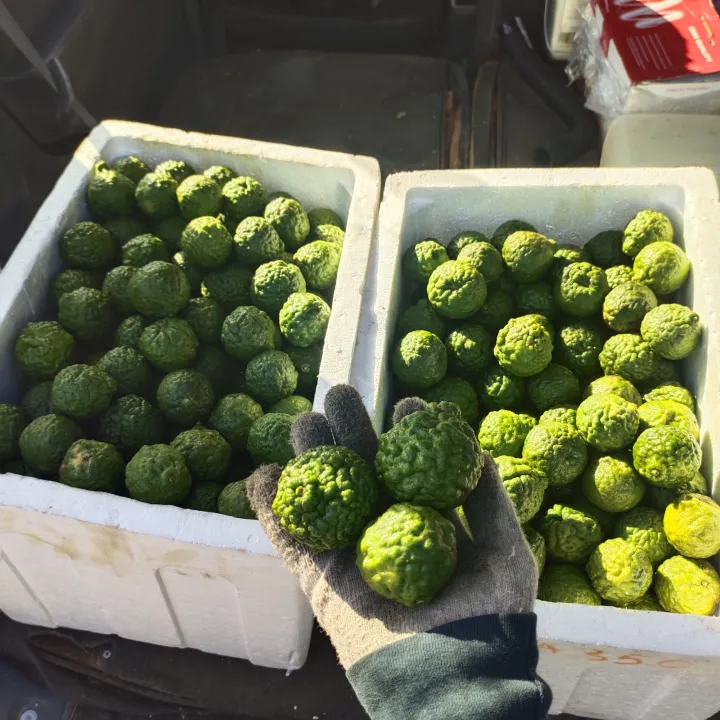 Buah Limau Purut / Kaffir Lime Fruit (Buah Segar dari Kebun) 1kg/500gram