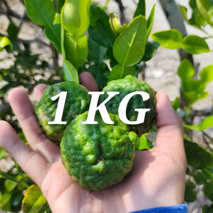 Buah Limau Purut / Kaffir Lime Fruit (Buah Segar dari Kebun) 1kg/500gram