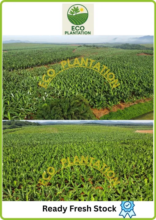 Buah Pisang Tanduk Grade A 1Kg direct ladang sesuai untuk pisang goreng Ready Stock