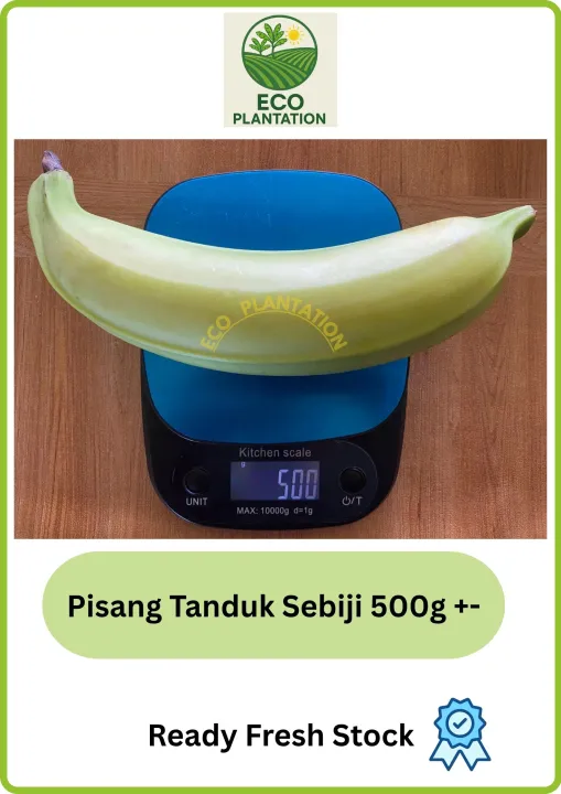 Buah Pisang Tanduk Grade A 1Kg direct ladang sesuai untuk pisang goreng Ready Stock