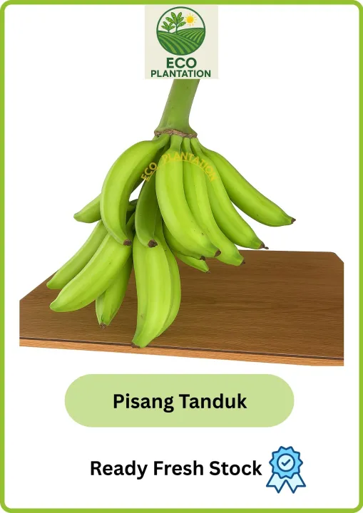Buah Pisang Tanduk Grade A 1Kg direct ladang sesuai untuk pisang goreng Ready Stock