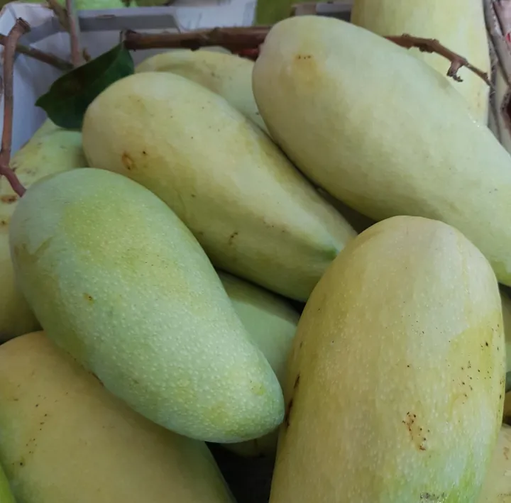 Fresh Fruits - [KLANG VALLEY] Mangga / Mango Gold Dragon 1.5kg