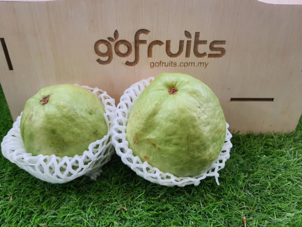 Fresh Fruit - [KLANG VALLEY] Guava Lohan 2pcs