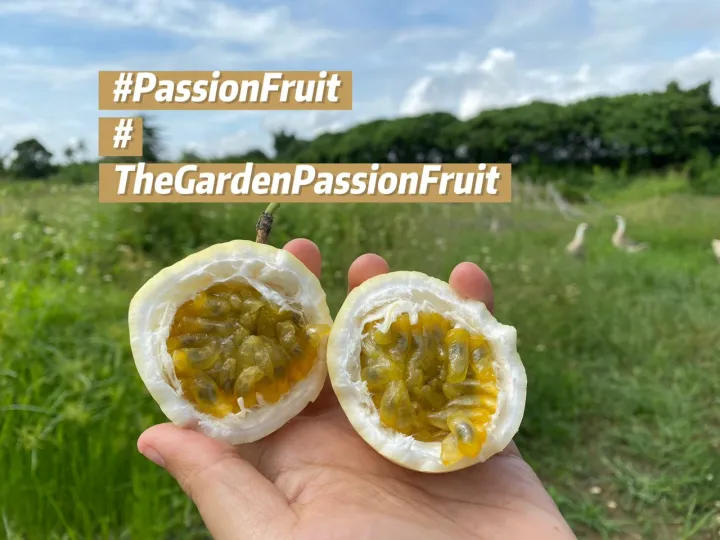(M Size) Buah Markisa Emas Panama Passion Fruit Panama Golden 100%Sweet Fruit Buah Markisa Kuning Pamana type Mygap Certified