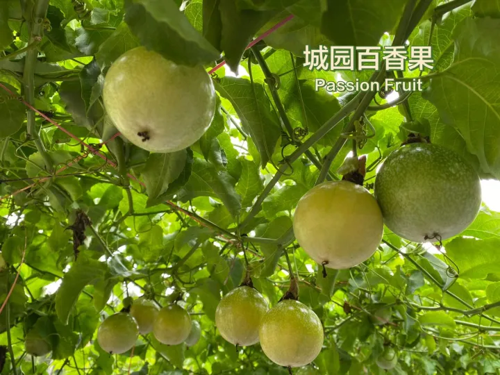 (M Size) Buah Markisa Emas Panama Passion Fruit Panama Golden 100%Sweet Fruit Buah Markisa Kuning Pamana type Mygap Certified