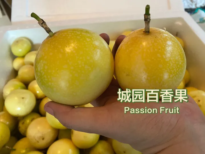 (M Size) Buah Markisa Emas Panama Passion Fruit Panama Golden 100%Sweet Fruit Buah Markisa Kuning Pamana type Mygap Certified