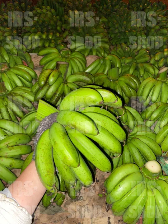 Pisang Berangan 2.5KG (2KG +Free 500G) (Organik) , Banana ｜READY STOCK｜