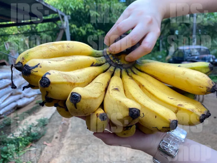 Pisang Berangan 2.5KG (2KG +Free 500G) (Organik) , Banana ｜READY STOCK｜