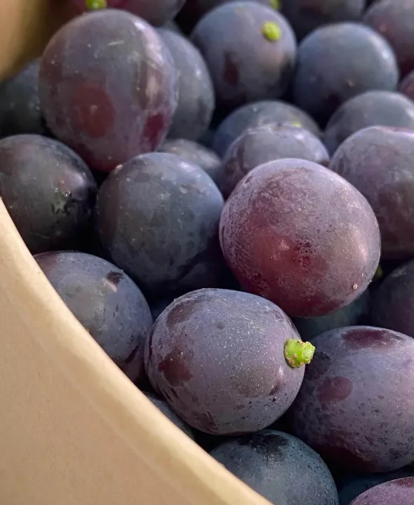 Korea Premium Kyoho Grape Super Sweet & Juicy