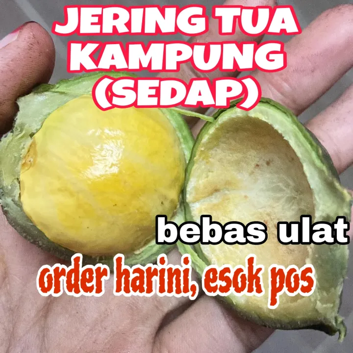 Jering tua 1kg fresh / jengkol new stock