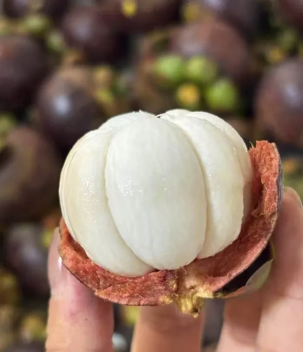 Thailand Mangosteen Fresh Sweet &Juicy Manggis