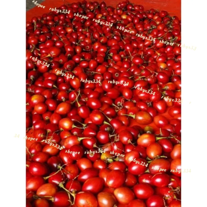 1.5kg BUAH CINTA FRESH from CAMERON HIGHLANDS