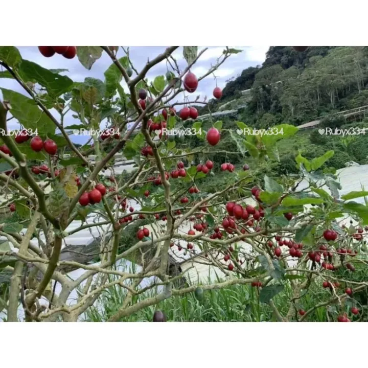 1.5kg BUAH CINTA FRESH from CAMERON HIGHLANDS