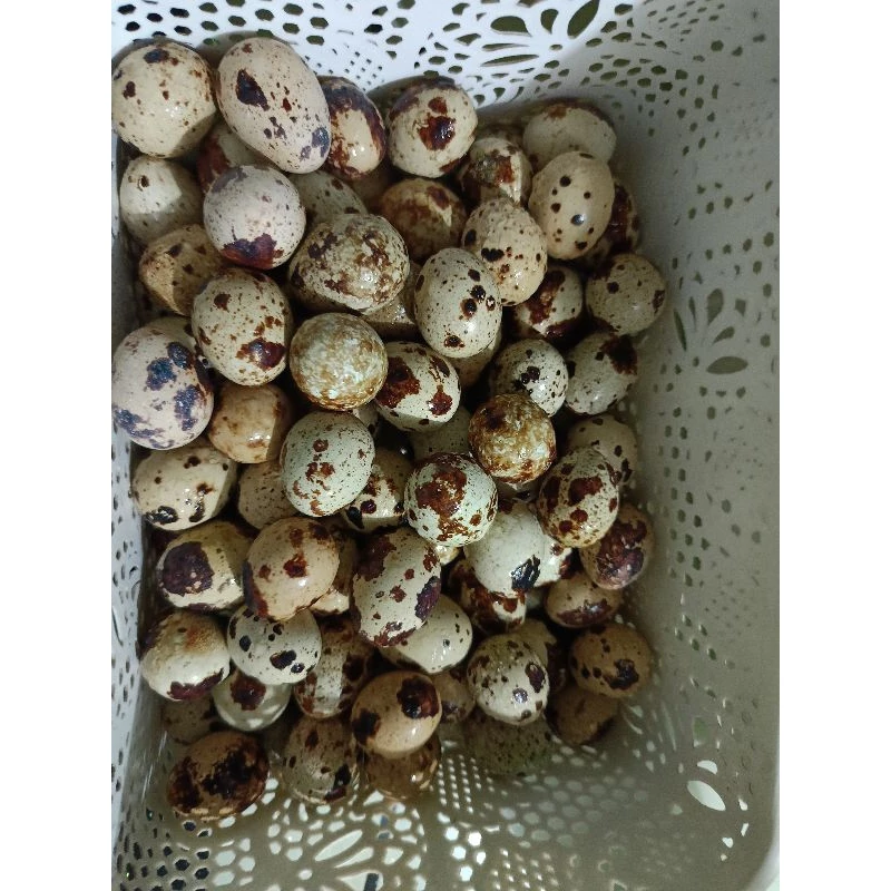 telur Puyuh berbenih brown dan Putih Segar kutip setiap hari