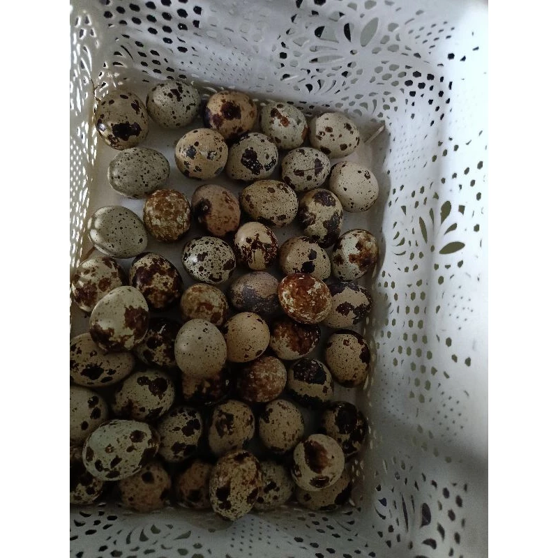 telur Puyuh berbenih brown dan Putih Segar kutip setiap hari