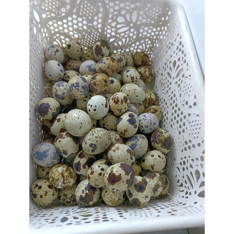 telur Puyuh berbenih brown dan Putih Segar kutip setiap hari